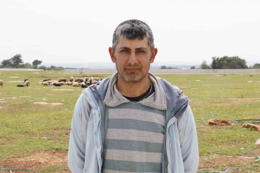 Aç kalan sokak köpekleri bir yılda 30 koyunu telef etti