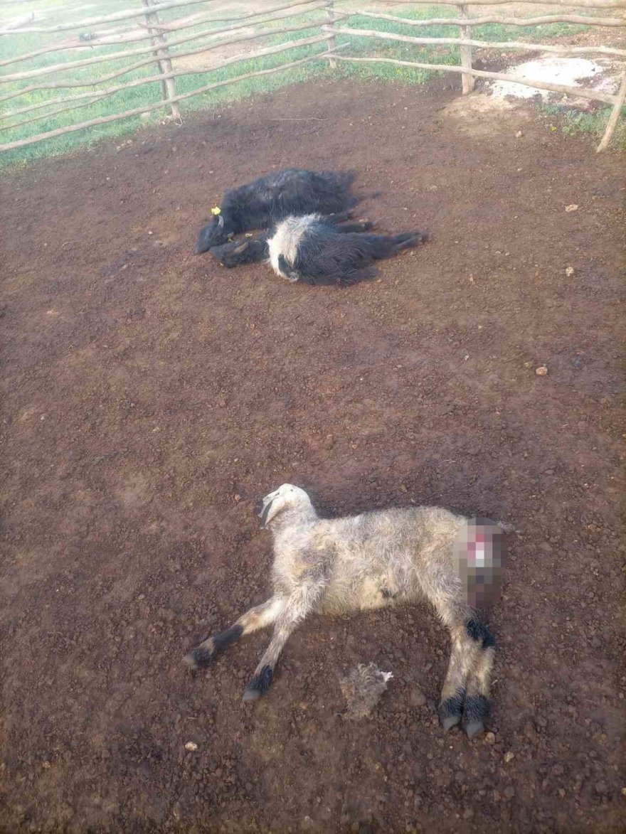 Aç kalan sokak köpekleri bir yılda 30 koyunu telef etti