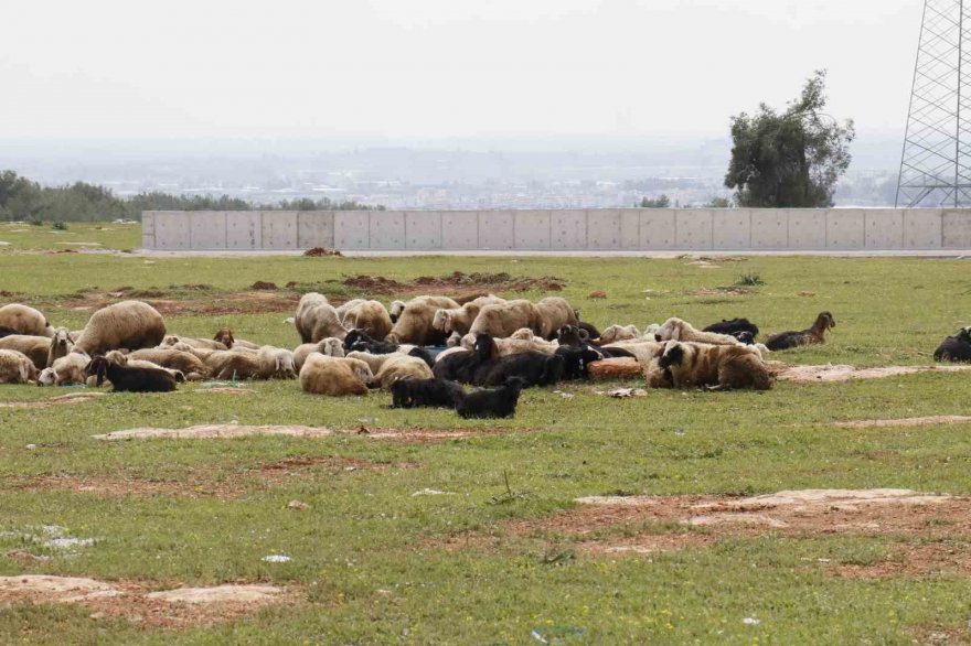 Aç kalan sokak köpekleri bir yılda 30 koyunu telef etti