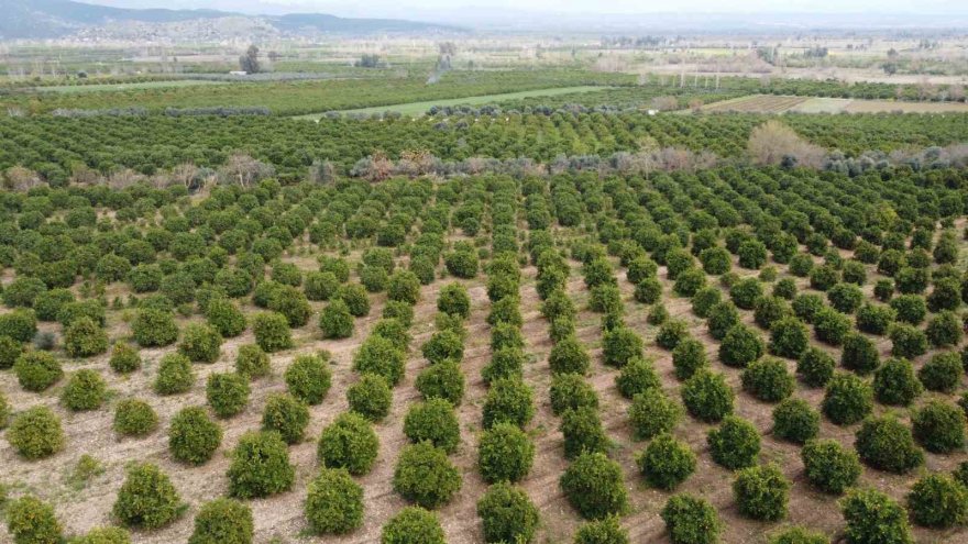 Çiçekler açtı tüm bölgeyi aynı koku sardı: “Adeta parfüm sıkılmış gibi”