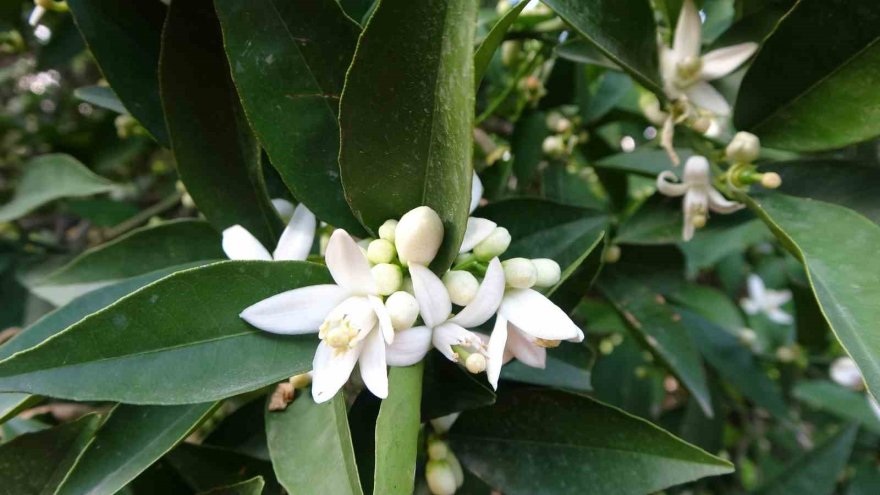 Çiçekler açtı tüm bölgeyi aynı koku sardı: “Adeta parfüm sıkılmış gibi”