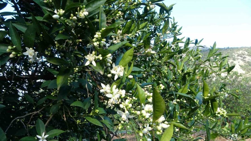 Çiçekler açtı tüm bölgeyi aynı koku sardı: “Adeta parfüm sıkılmış gibi”