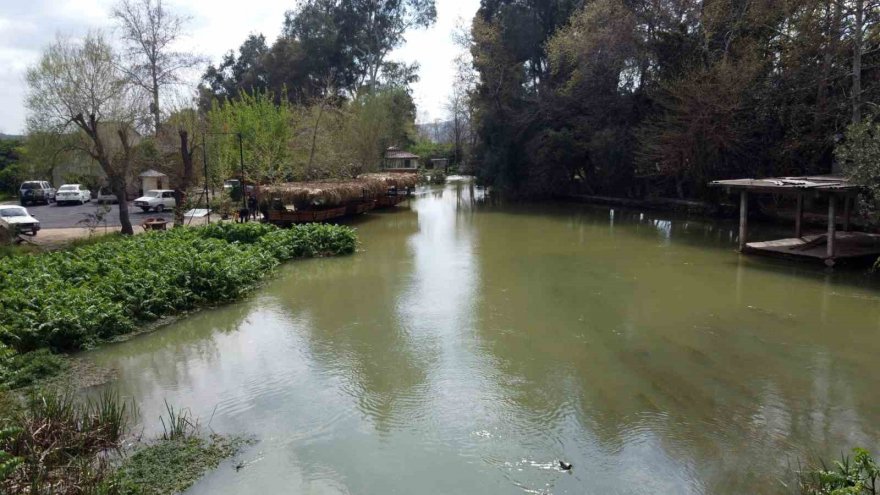Çiçekler açtı tüm bölgeyi aynı koku sardı: “Adeta parfüm sıkılmış gibi”