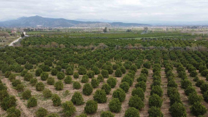 Çiçekler açtı tüm bölgeyi aynı koku sardı: “Adeta parfüm sıkılmış gibi”