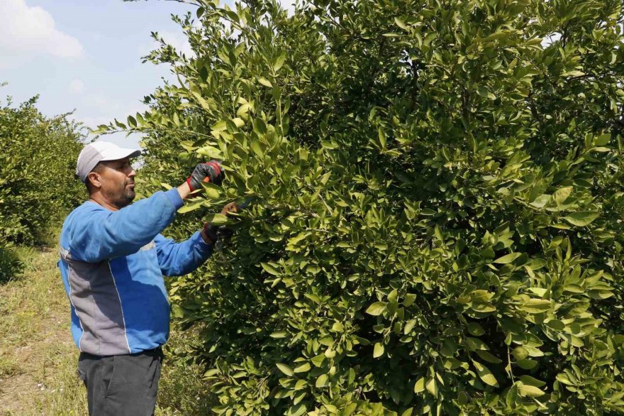 Zirai don Adana’yı teğet geçebilir