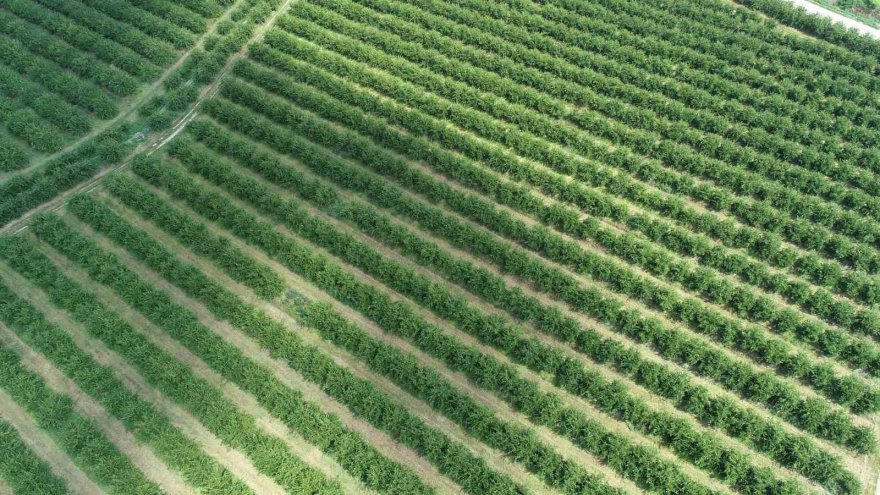 Zirai don Adana’yı teğet geçebilir