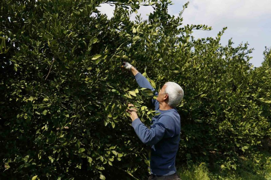 Zirai don Adana’yı teğet geçebilir
