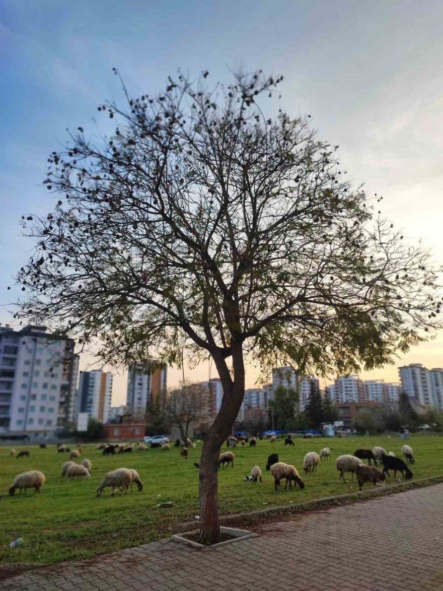 Köy ve kent iç içe geçti