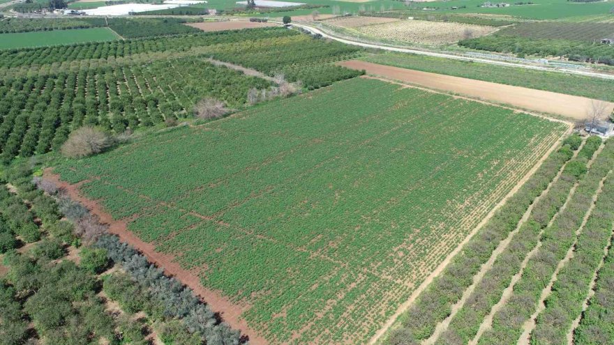 Geçen sene üzen patates, bu sene üreticinin yüzünü güldürecek