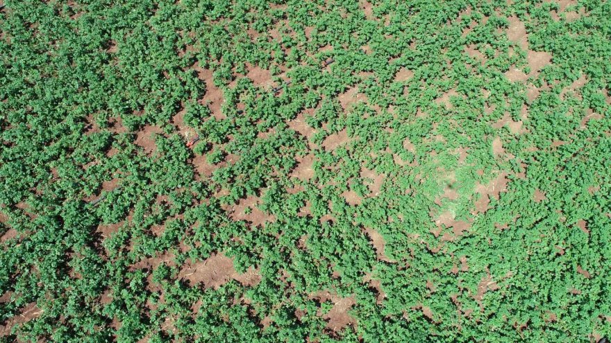 Geçen sene üzen patates, bu sene üreticinin yüzünü güldürecek