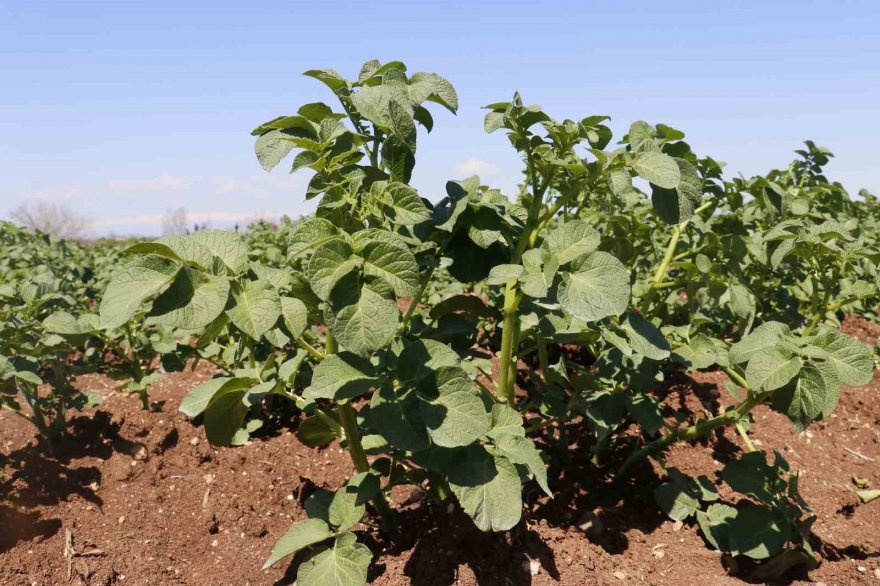 Geçen sene üzen patates, bu sene üreticinin yüzünü güldürecek