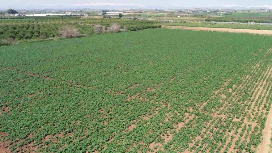 Geçen sene üzen patates, bu sene üreticinin yüzünü güldürecek