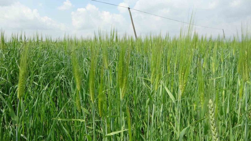 Çukurova’da etkili olan yağışlar verim kaybını azalttı