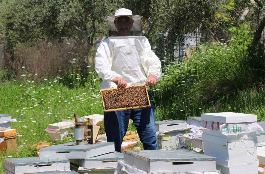 Adana’da bal üretiminde bu sene rekor beklentisi