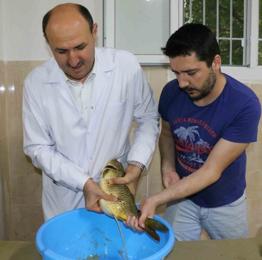 Tekin: Hedef 20 milyon sazan üretmek