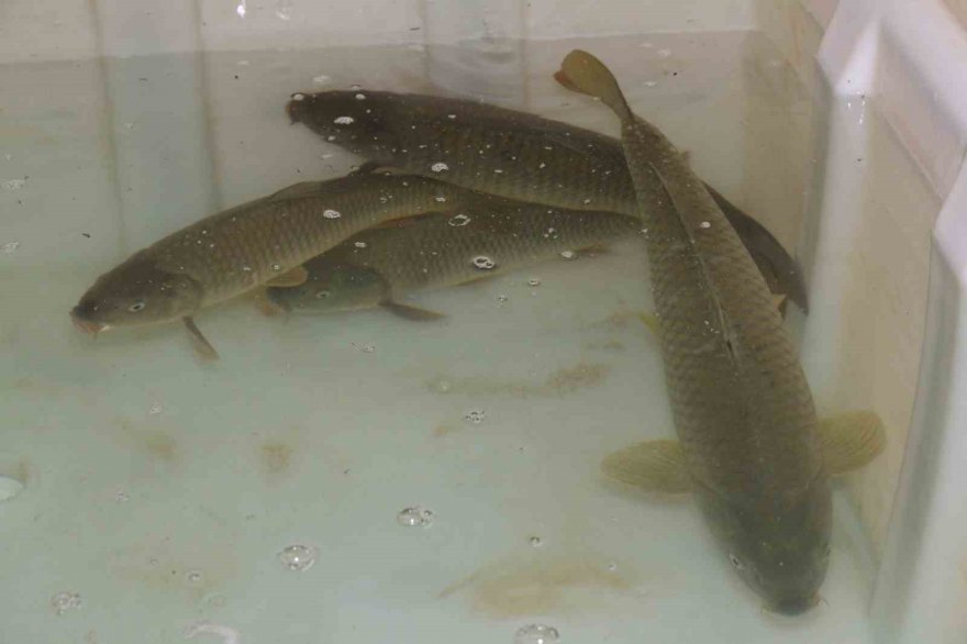 Tekin: Hedef 20 milyon sazan üretmek