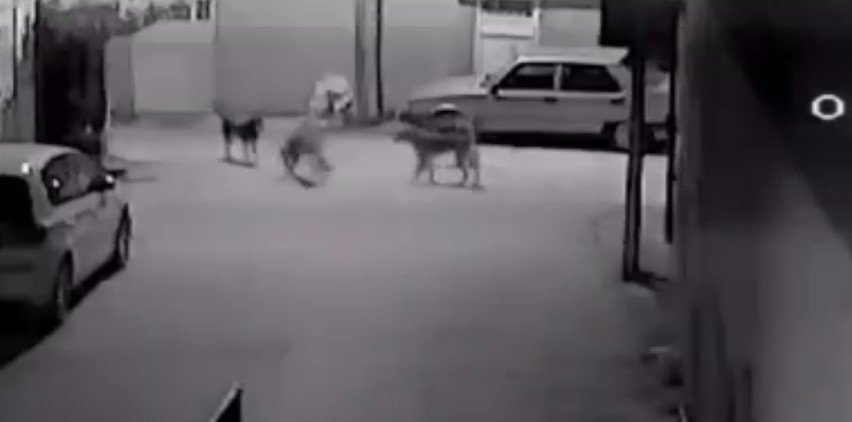Adana'da sokak köpekleri kediyi parçaladı