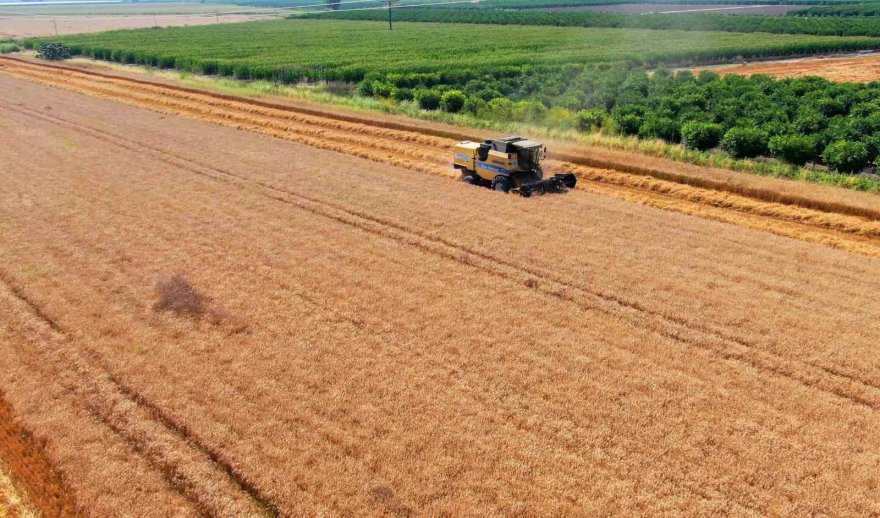 Cumhurbaşkanı Erdoğan’ın buğday fiyatı açıklaması Adanalı üreticileri sevindirdi