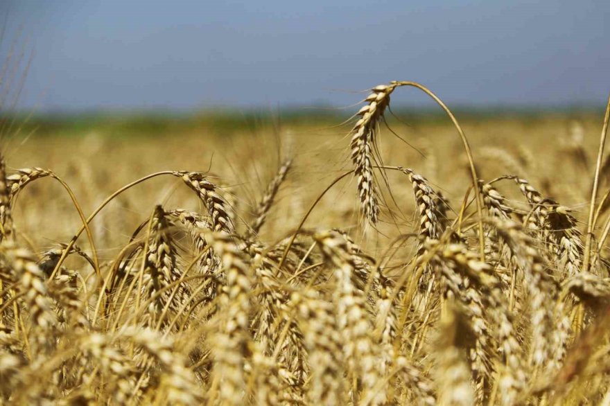 Cumhurbaşkanı Erdoğan’ın buğday fiyatı açıklaması Adanalı üreticileri sevindirdi