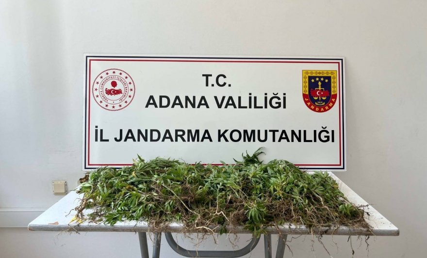 Adana’da 2 bin kök kenevir bitkisi ele geçirildi