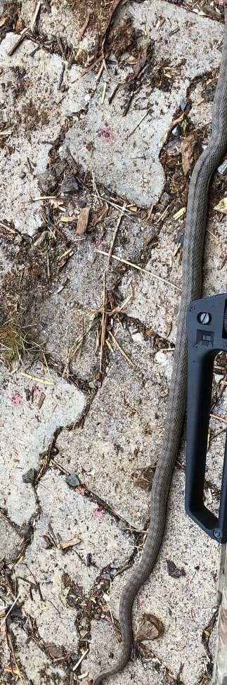 Akrebe ip bağlayıp gezdirdi, sarı kız örümceği ile sohbet etti