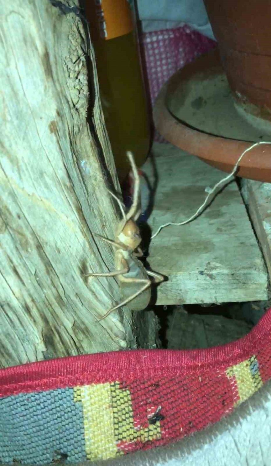 Akrebe ip bağlayıp gezdirdi, sarı kız örümceği ile sohbet etti