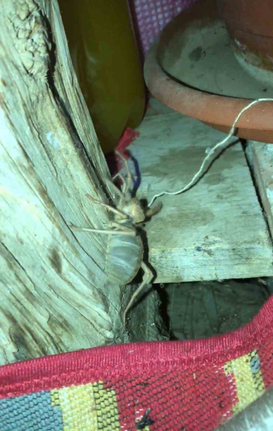 Akrebe ip bağlayıp gezdirdi, sarı kız örümceği ile sohbet etti