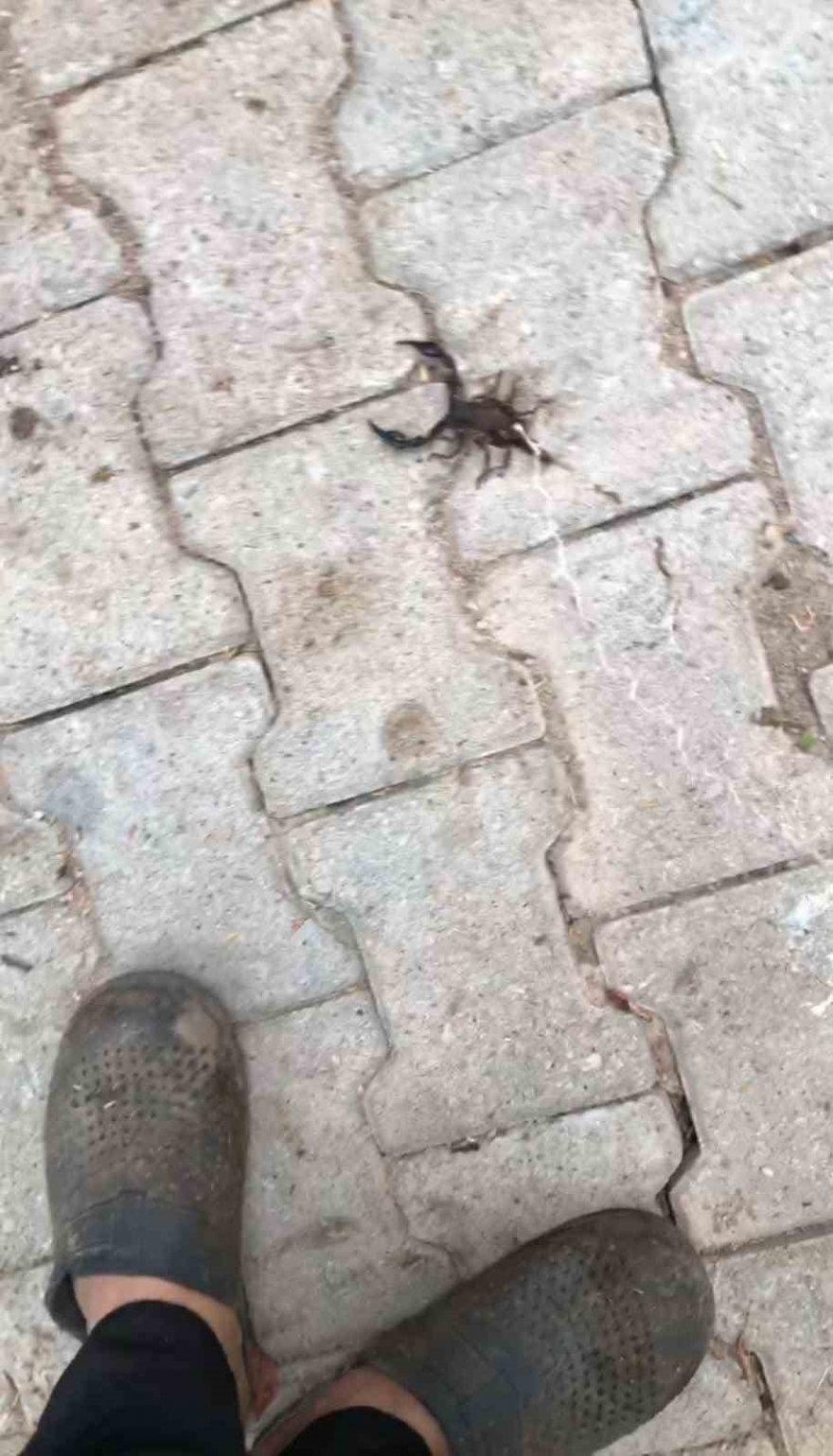 Akrebe ip bağlayıp gezdirdi, sarı kız örümceği ile sohbet etti