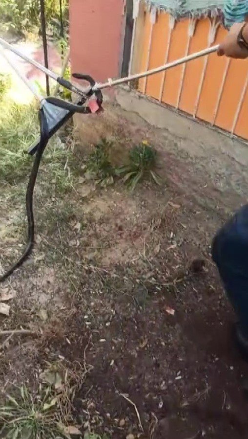 Havalar ısındı, Adana’da yılanlar evlere girer oldu