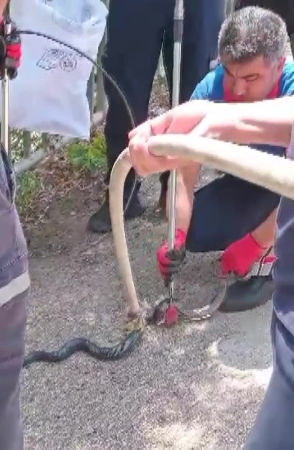 Havalar ısındı, Adana’da yılanlar evlere girer oldu