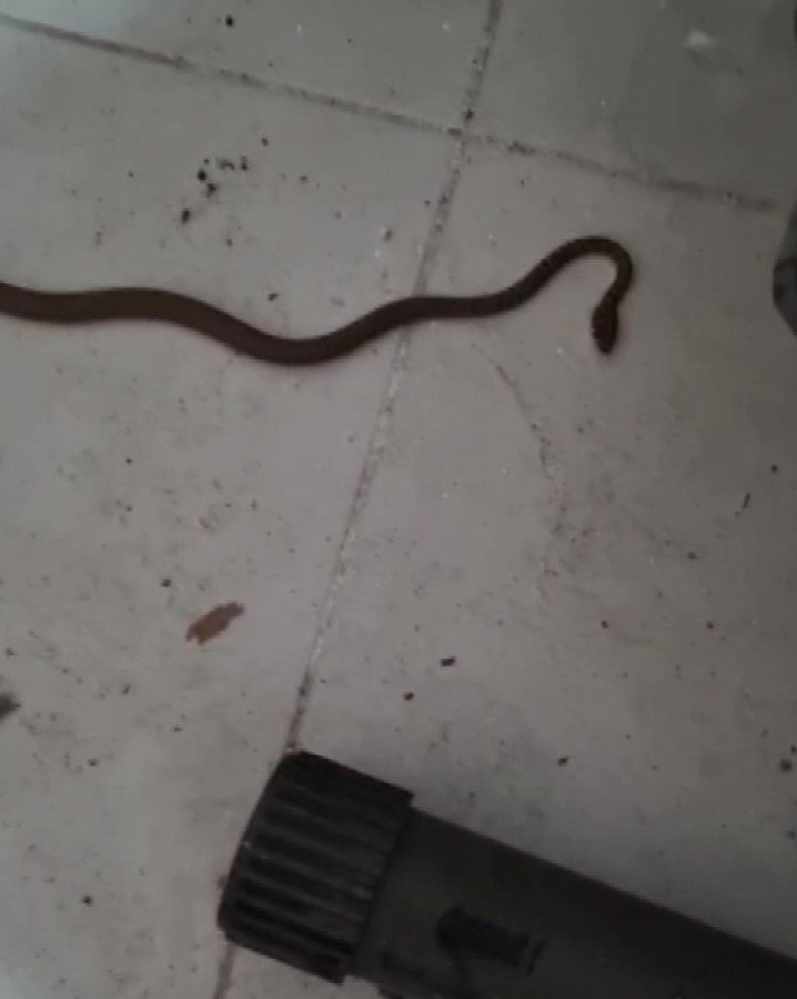 Havalar ısındı, Adana’da yılanlar evlere girer oldu