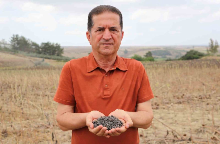 Stratejik ürün olan yağlık ayçiçeğinde hasat başladı