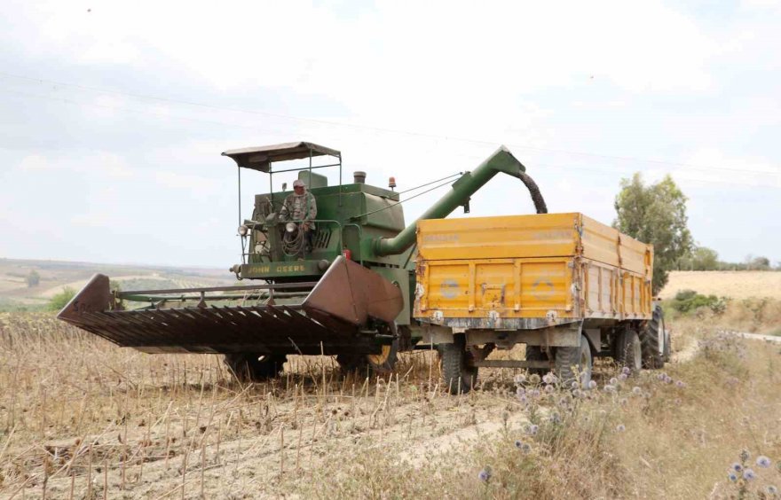 Stratejik ürün olan yağlık ayçiçeğinde hasat başladı