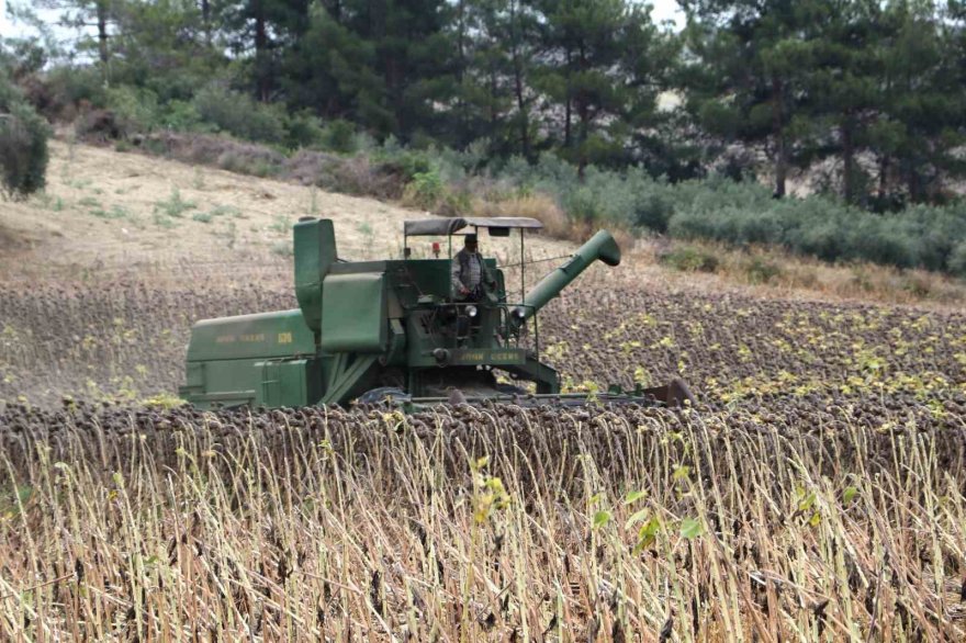 Stratejik ürün olan yağlık ayçiçeğinde hasat başladı