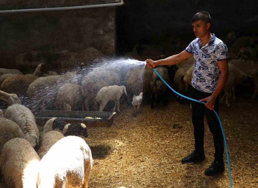 Sıcaklık 52 dereceye ulaştı, besiciler koyunları soğuk suyla yıkadı