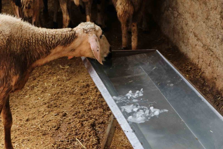 Sıcaklık 52 dereceye ulaştı, besiciler koyunları soğuk suyla yıkadı