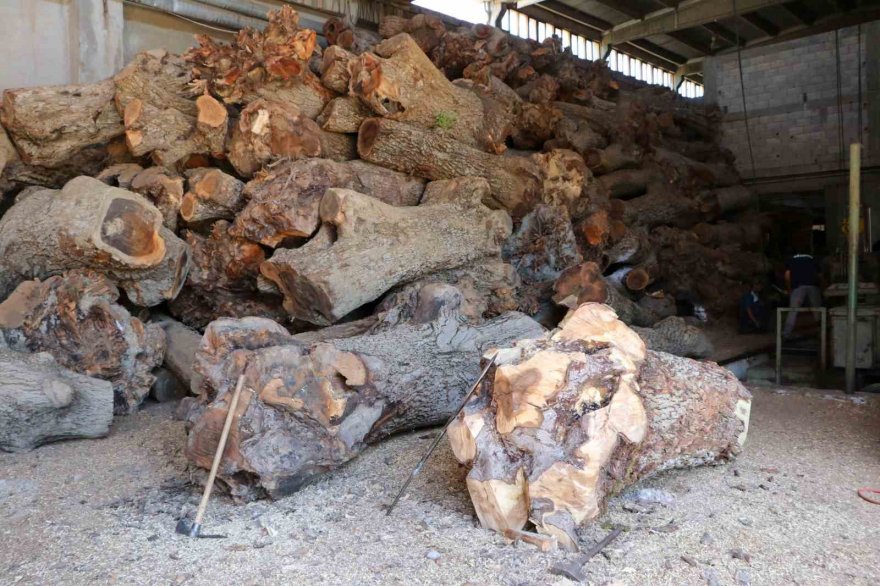 Asırlık ceviz ağaçları tüfek dipçiği oluyor, 3 kıtaya ihraç ediliyor