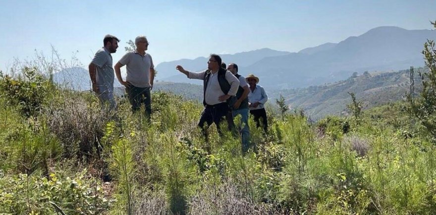 Yanan alanlar 3.yılında yeşermeye devam ediyor