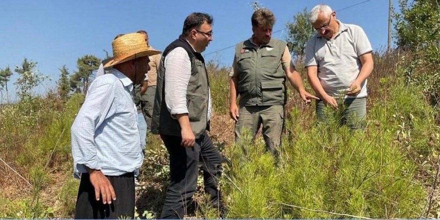 Yanan alanlar 3.yılında yeşermeye devam ediyor