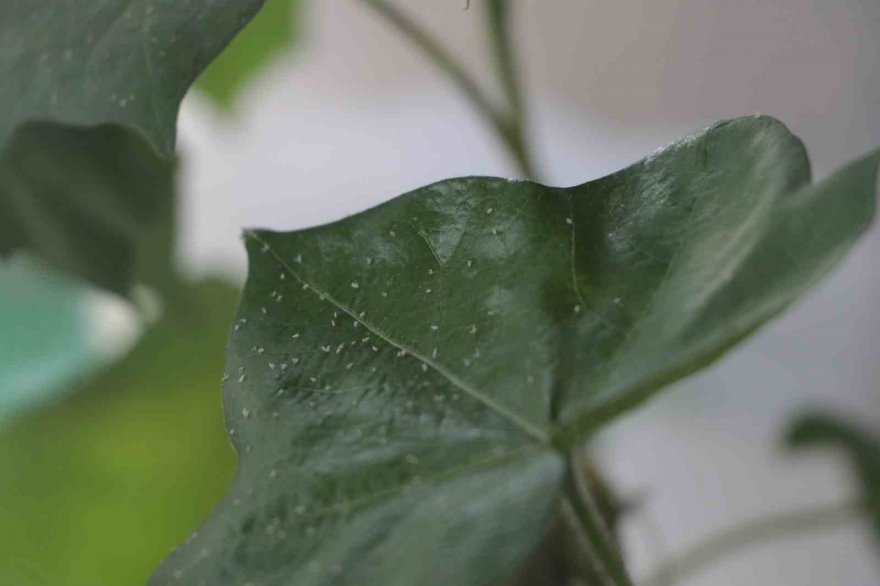 Sıcak hava ve nem beyazsinek popülasyonunu arttırdı