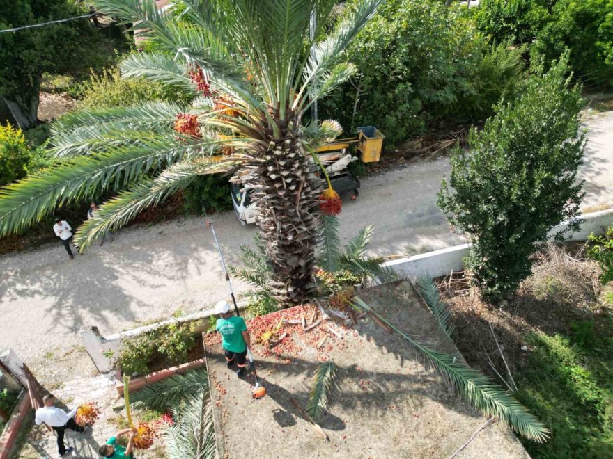 Cami avlusundaki hurmalar toplandı