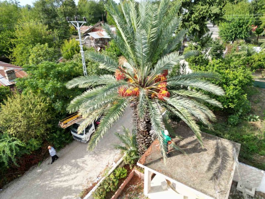 Cami avlusundaki hurmalar toplandı