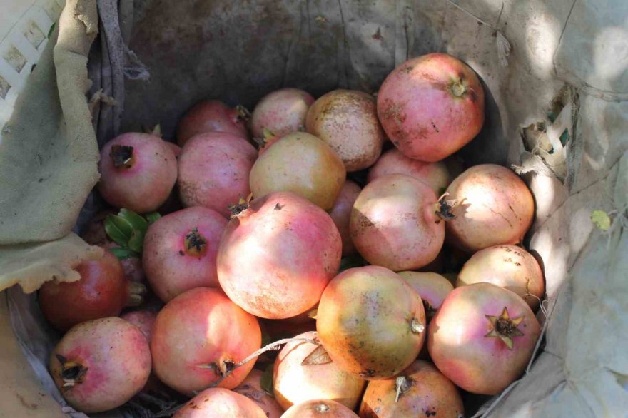 Tescilli Kuytucak narında hasat başladı