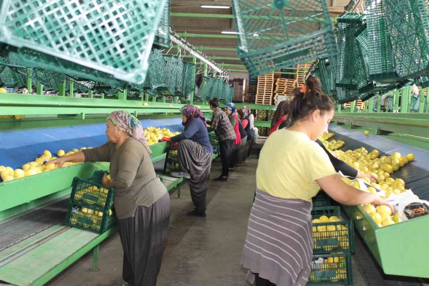 Almanya’nın limonu Kozan’dan