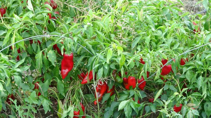 Adana'da salçalık biberin kilosu tarlada 5 TL’ye kadar düştü