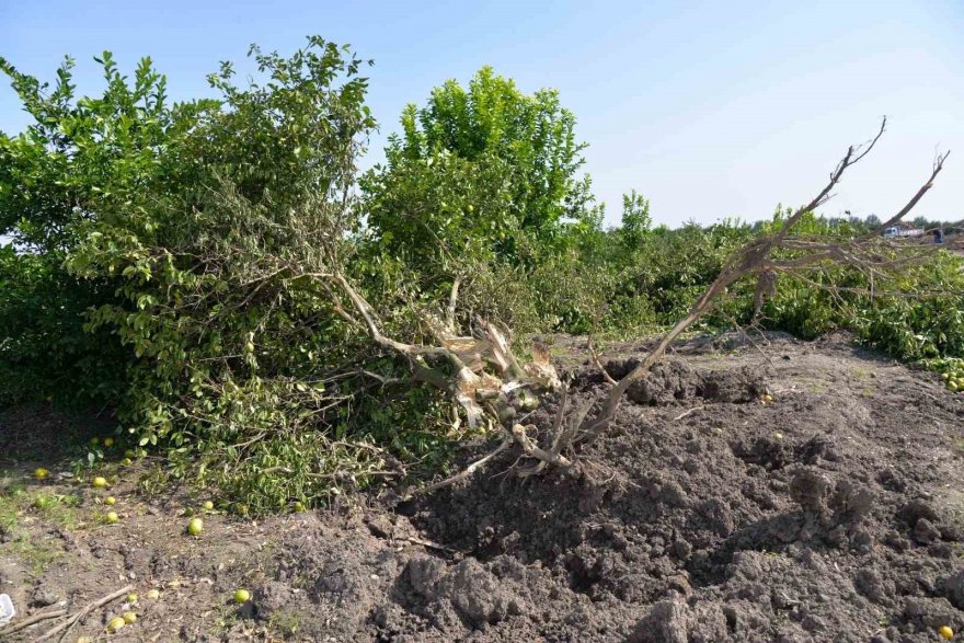 Adana’da kilosu 50 kuruşa düşen limon ağaçları sökülüyor