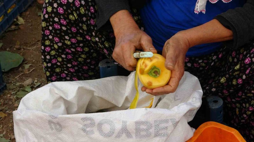 Hurma kurutma işi mahalleyi fabrikaya çevirdi