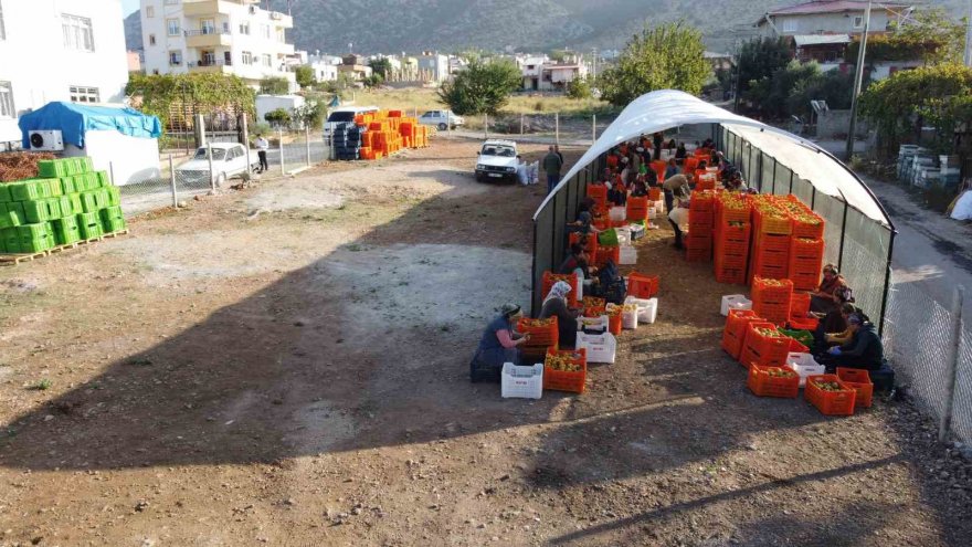 Hurma kurutma işi mahalleyi fabrikaya çevirdi