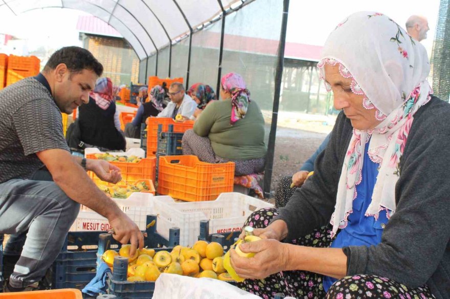 Hurma kurutma işi mahalleyi fabrikaya çevirdi