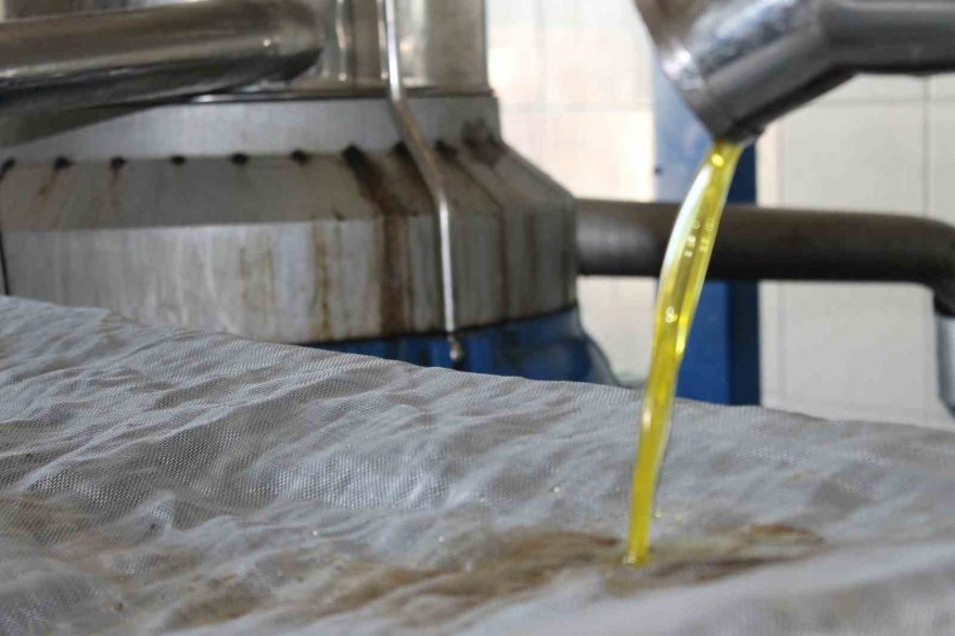 Zeytini kuraklık vurdu